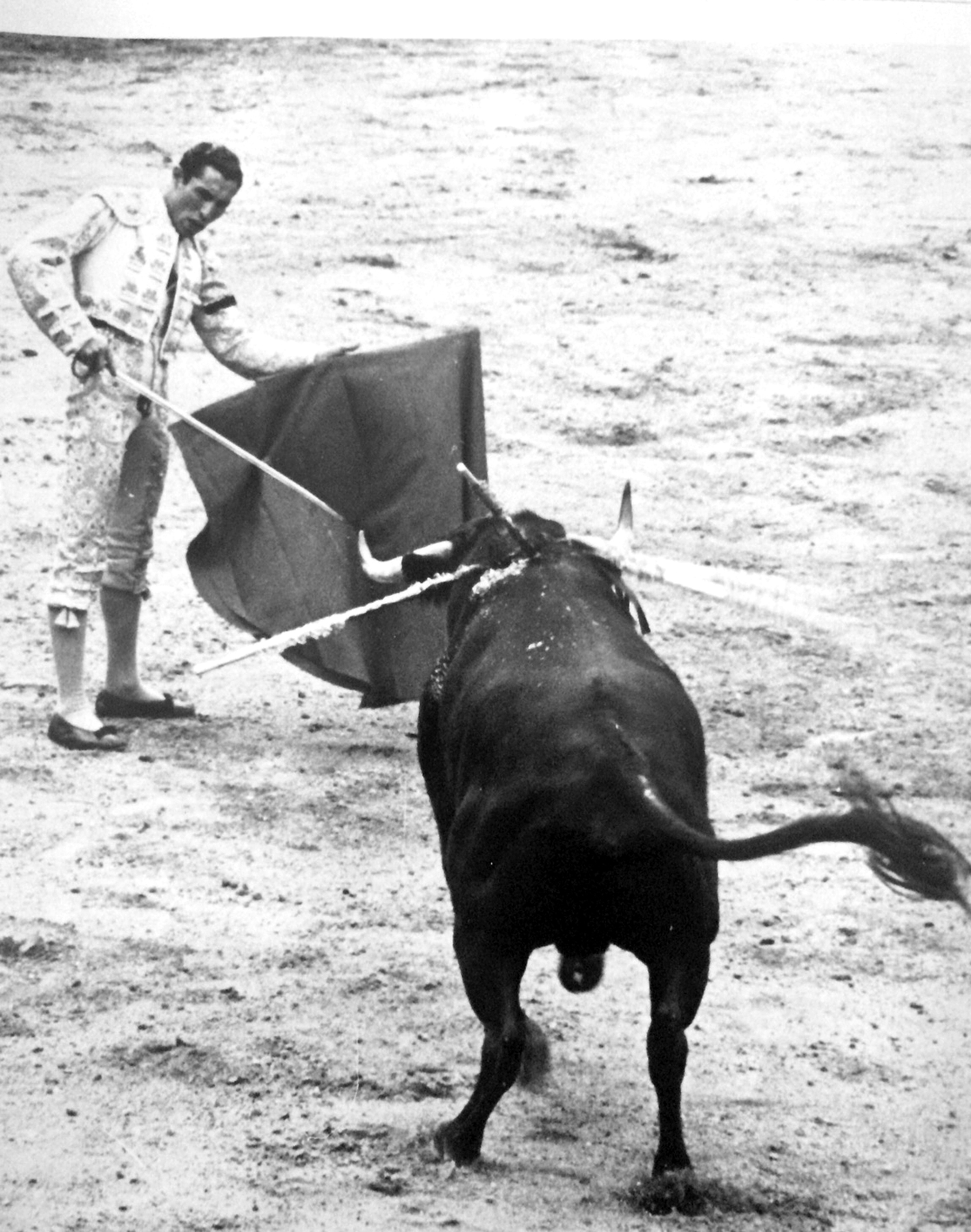 Matador and bull 6